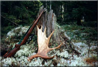 Stilleben
