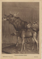 Ostpreußen-Postkarte