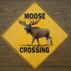 Moose Kanada
