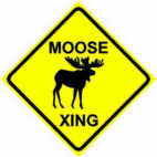Moose Kanada