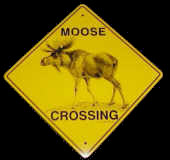 Moose Kanada