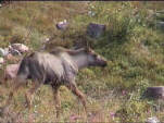 Elchkuh mit Kalb