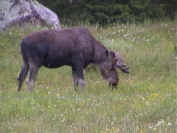 Elchbulle Lappland