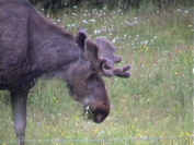 Elchbulle Lappland