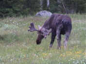 Elchbulle Lappland