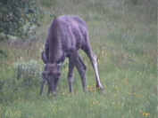 Elchbulle Lappland