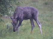 Elchbulle Lappland