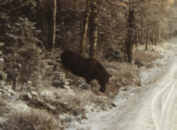 Elchkuh Halleberg
