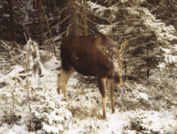 Elchkuh Halleberg