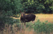 Elchbulle Orust