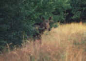 Elchbulle Orust