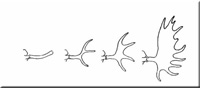 Geweihentwicklung