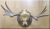 Mischform