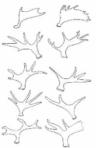 Geweihformen