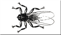 Elchlausfliege