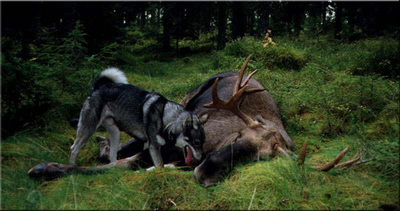 Elch mit Hund