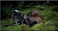 Hund bei Elch