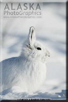 Schneehase