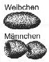 Bohnenform