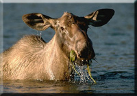 Wasserpflanzen