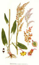 Ampfer