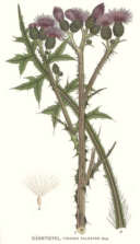 Distel
