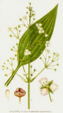 Froschlöffel