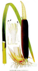 Rohrkolben