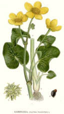 Sumpfdotterblume