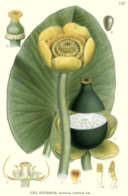 Teichrose
