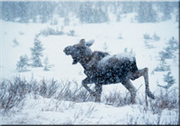 Elchkuh im Schnee