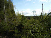 Kahlschlag