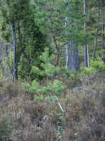 Tümpel
