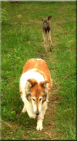 Elchkalb mit Hund