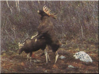 Paarung